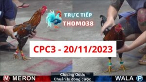 Đá gà CPC3 20-11-2023