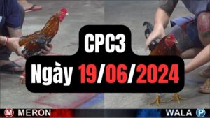 Đá gà CPC3 19-06-2024