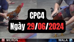 Đá gà CPC4 29-06-2024