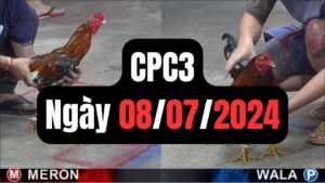 Đá gà CPC3 08-07-2024