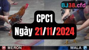 Đá gà CPC1 21-11-2024