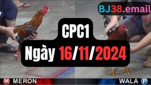 Đá gà CPC1 16-11-2024