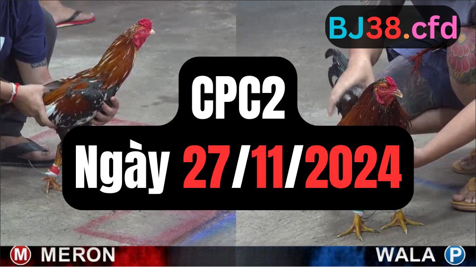 Đá gà CPC2 27-11-2024