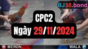 Đá gà CPC2 29-11-2024