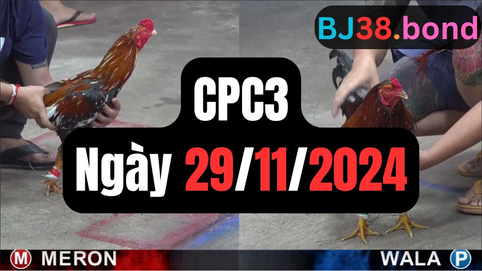 Đá gà CPC3 29-11-2024