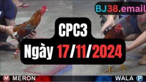 Đá gà CPC3 17-11-2024