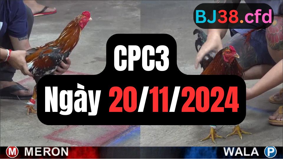 Đá gà CPC3 20-11-2024