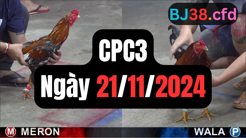 Đá gà CPC3 21-11-2024