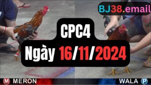 Đá gà CPC4 16-11-2024