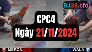 Đá gà CPC4 21-11-2024