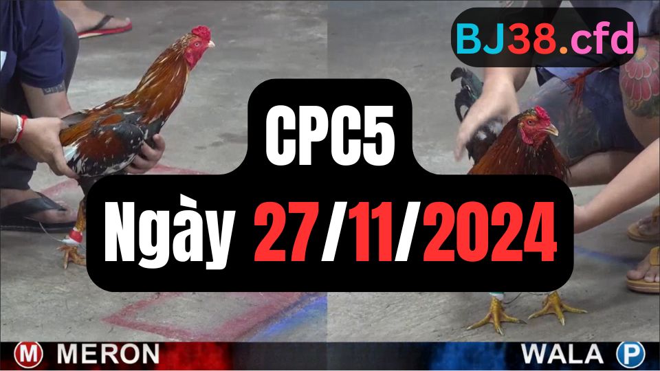 Đá gà CPC5 27-11-2024