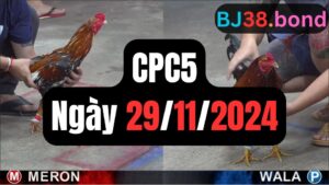 Đá gà CPC5 29-11-2024